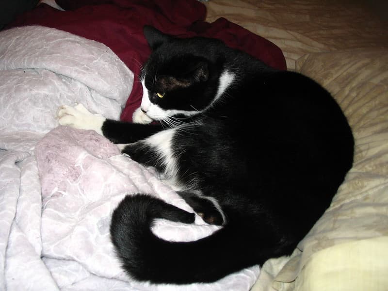 Roommate's cat Steve 3