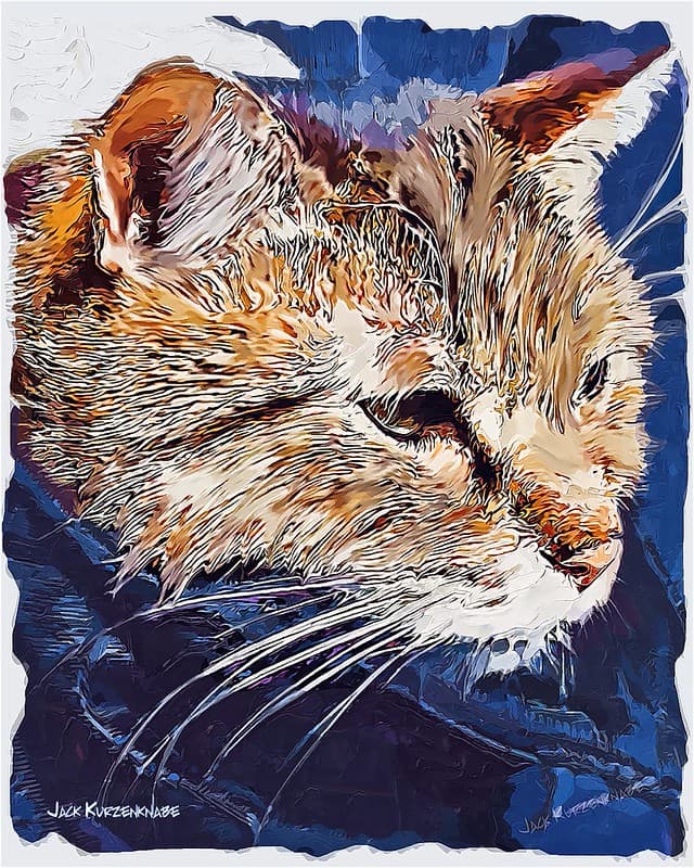 - Cat