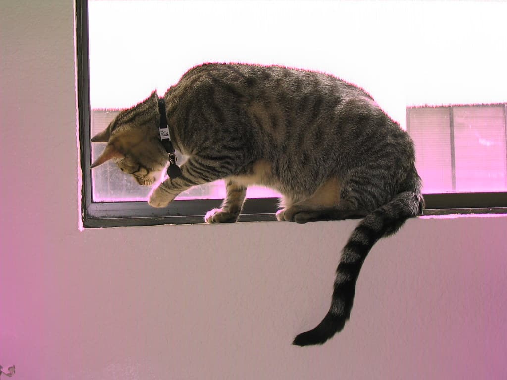 Radar watching bug on windowsill 1