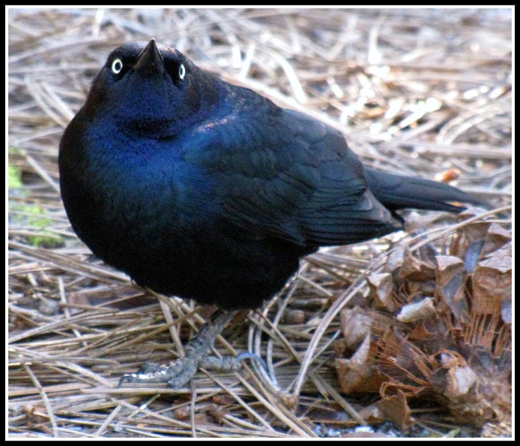 Angry, animal, assertive