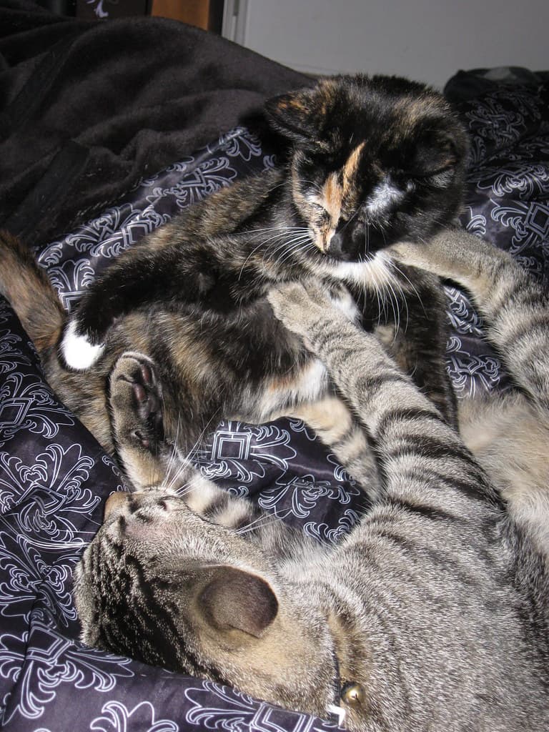 Radar and Harlequin playing