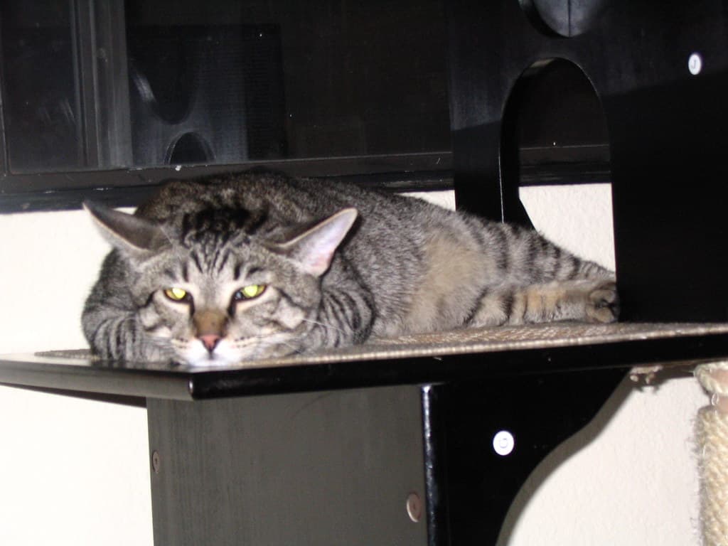 Radar lying on top of cat tower 3