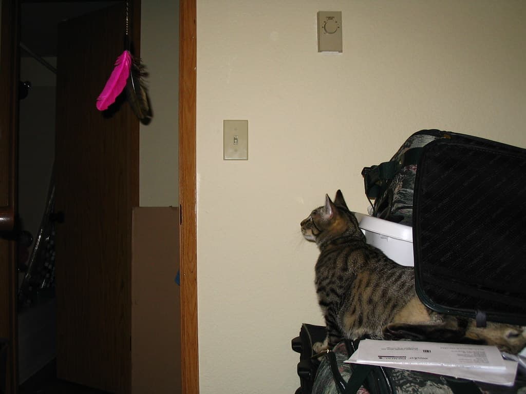 Radar trying to reach lure toy 6