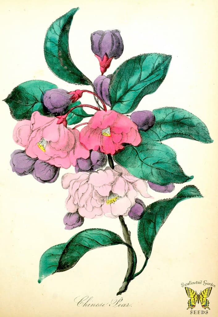 Chinese flowering crab-apple