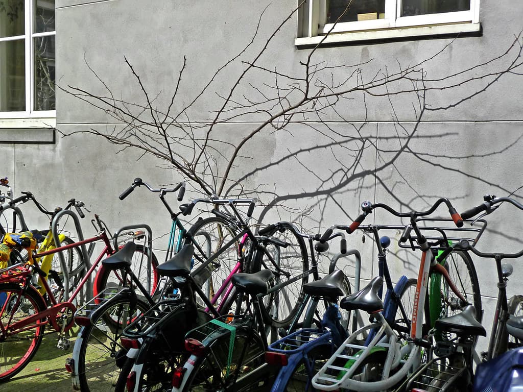 Bicycles, branches, city