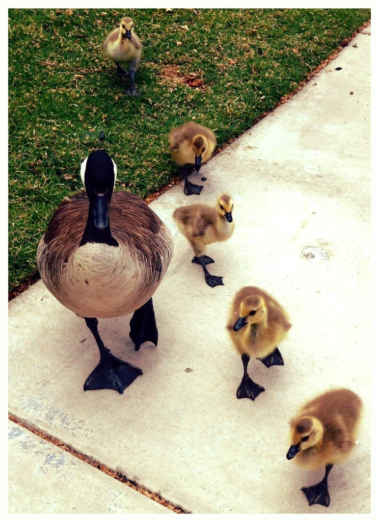 Ducks in a row