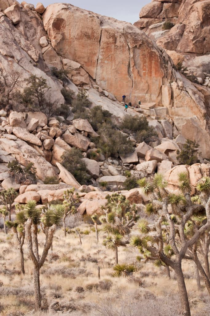 Joshua trees along Park Boulevard