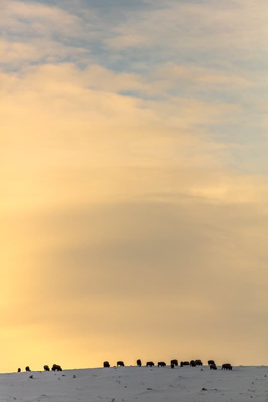 Bison silhouetted by the sunset in Mammoth Hot Springs