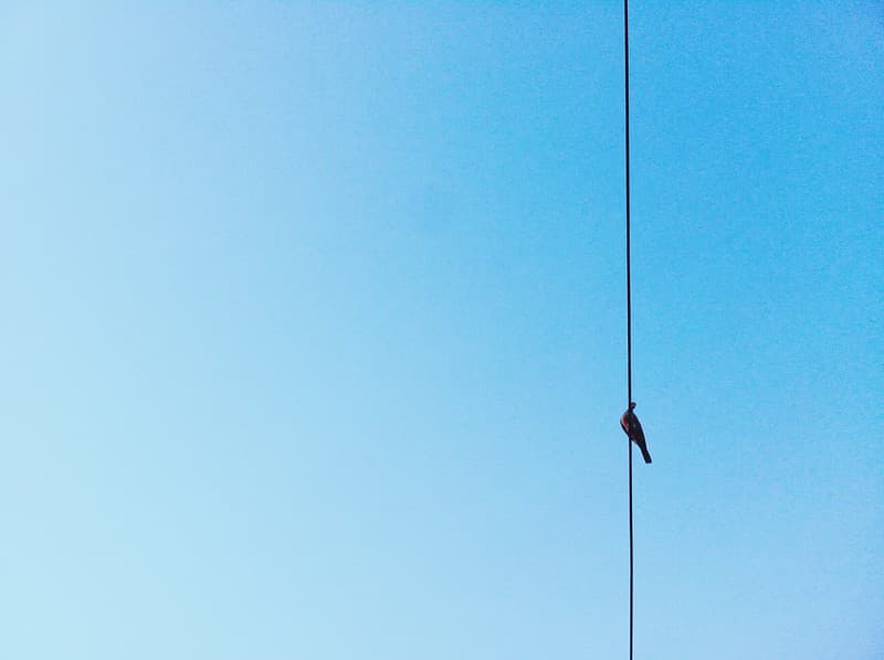 Single Bird on Wire