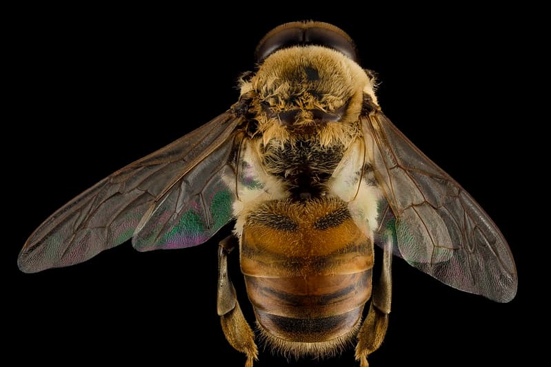 Honeybee drone, m, back, MD, pg county 2014-06-19-17.30.30 ZS PMax