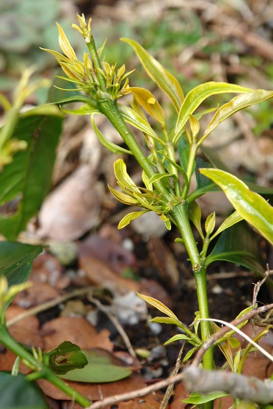 Glyphosate herbicide injury to coffee