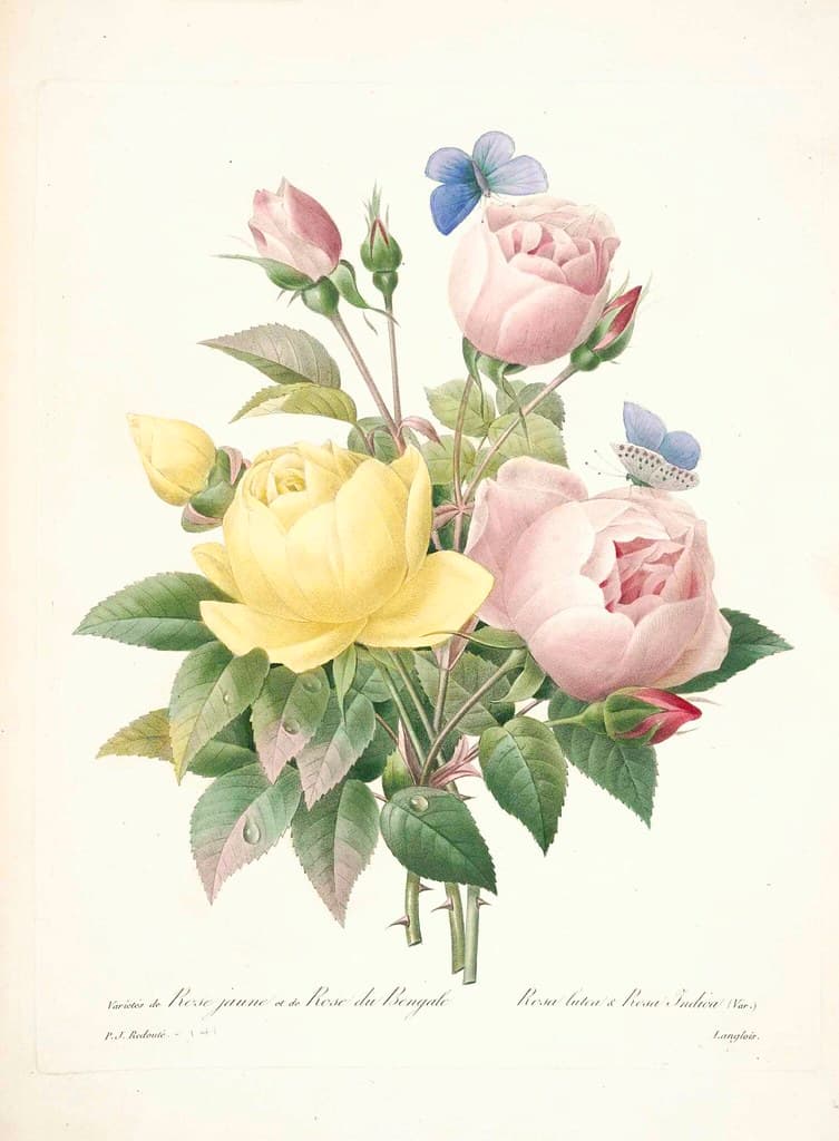 Botanical, botany, illustration