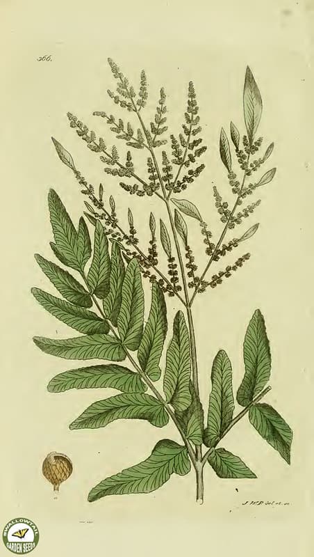 Botanical, botany, flowers