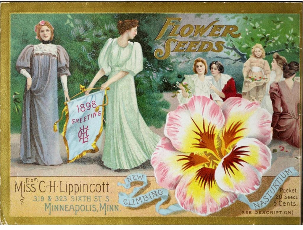 Nasturtium, climbing. Miss C.H. Lippincott Pioneer Seedswoman (1898)
