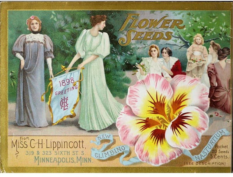 Nasturtium, climbing. Miss C.H. Lippincott Pioneer Seedswoman (1898)