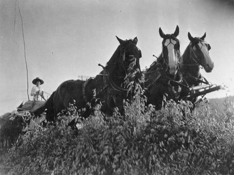 Woman driving a horse-drawn binder
