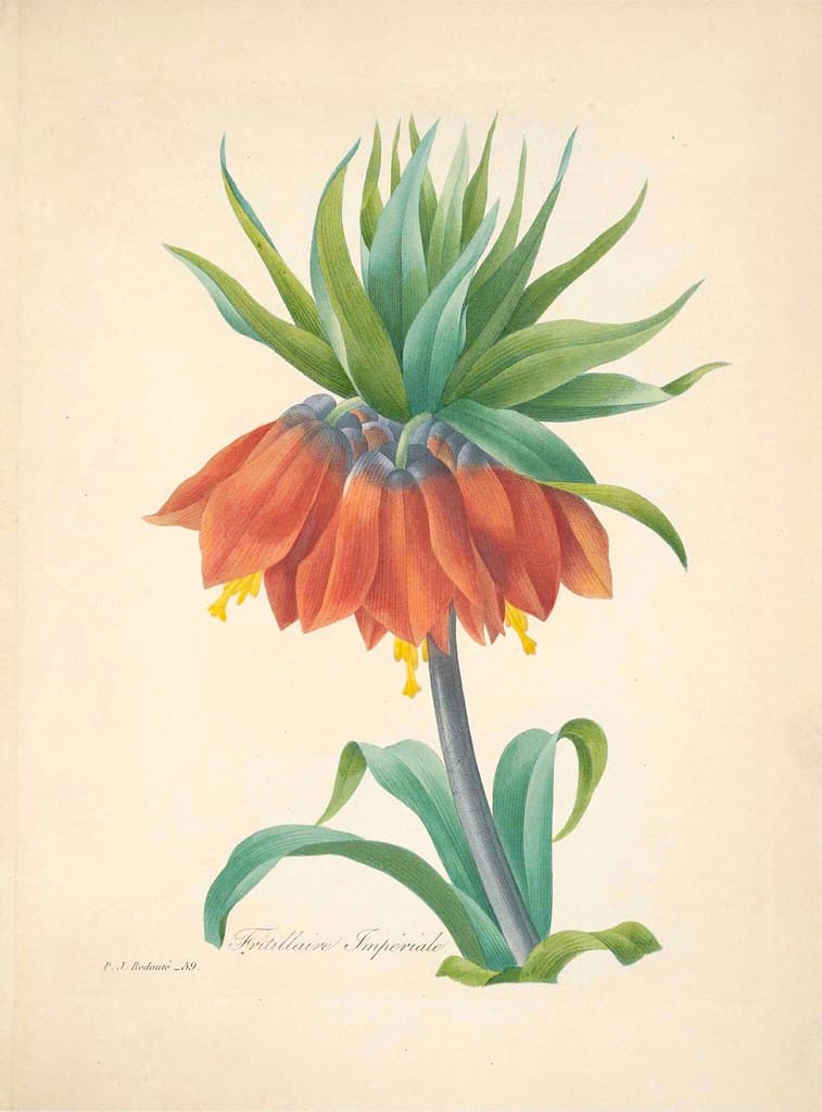 Botanical, botany, flowers