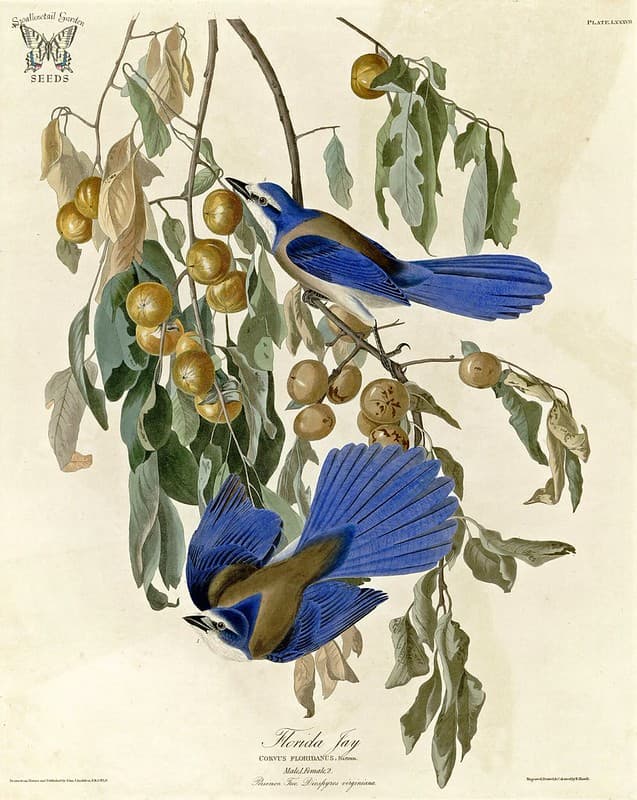 Americanpersimmon, audubon, bird
