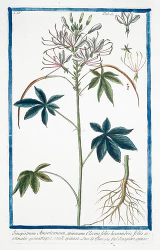 Cleome. Spider flower. Hortus Romanus..1772-1793.
