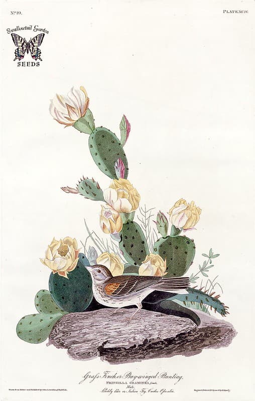 Thcentury, audubon, audubonjj