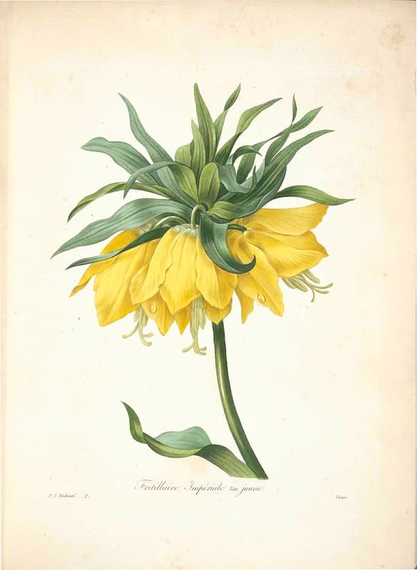 Botanical, botany, flowers