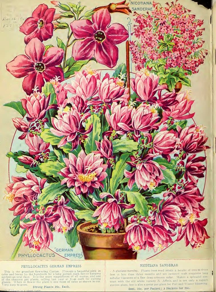Botanical, botany, flowersorvegetables