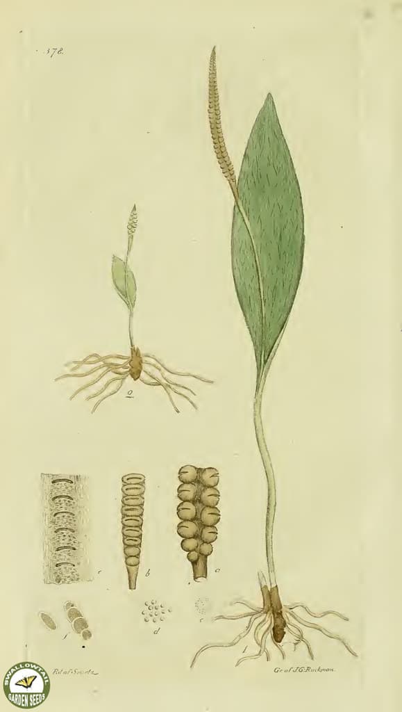 Botanical, botany, flowers