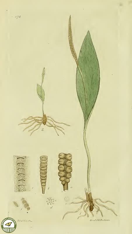 Botanical, botany, flowers