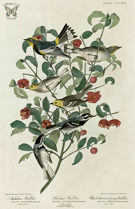 Audubon, audubonwarbler, bird