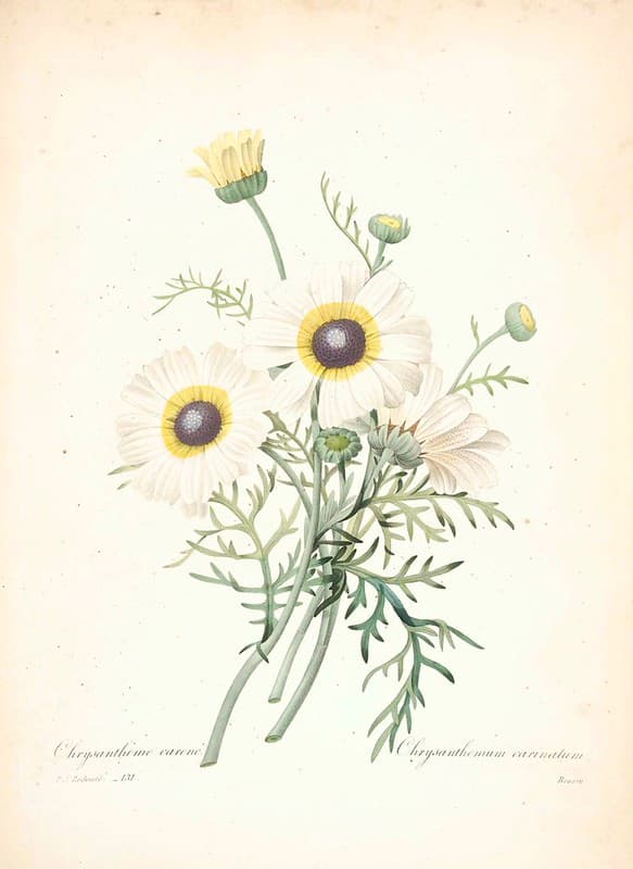 Botanical, botany, illustration