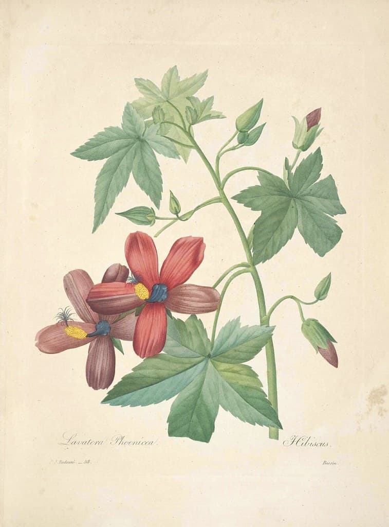 Botanical, botany, choix