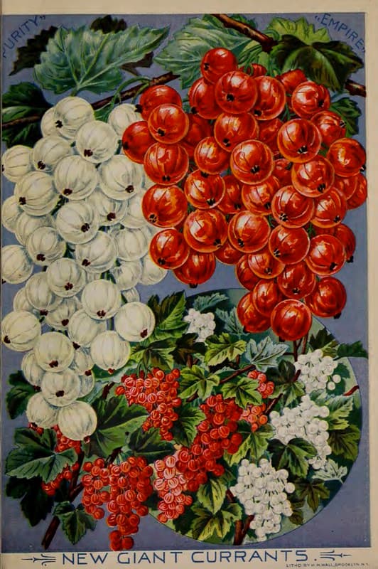 Giant Currants. John Lewis Childs seed catalog (1898).