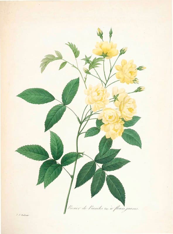 Botanical, botany, illustration