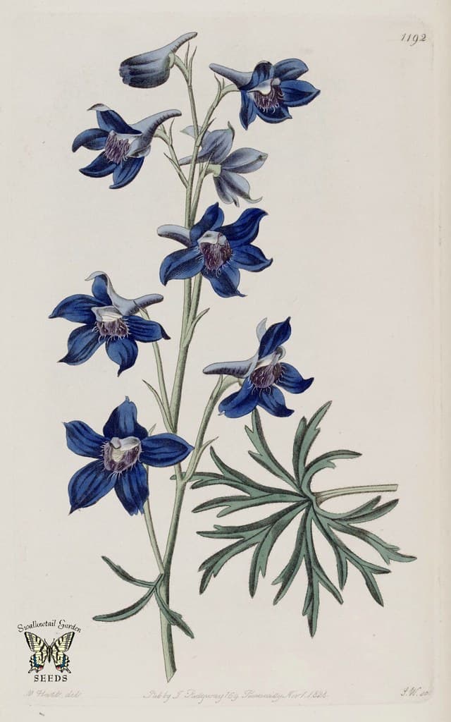 Thcentury, attribution, botanical
