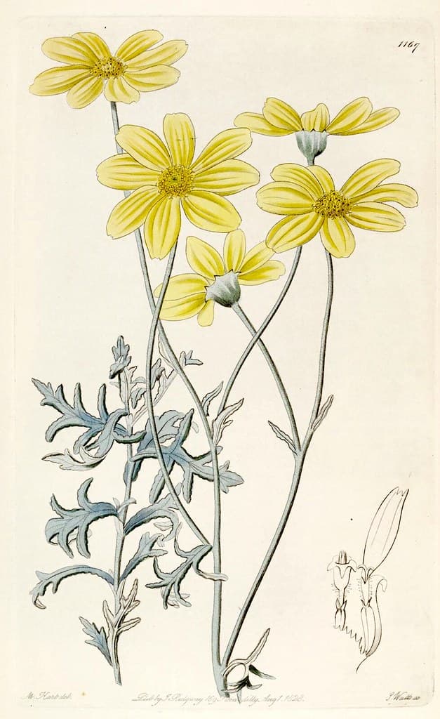 Thcentury, attribution, botanical