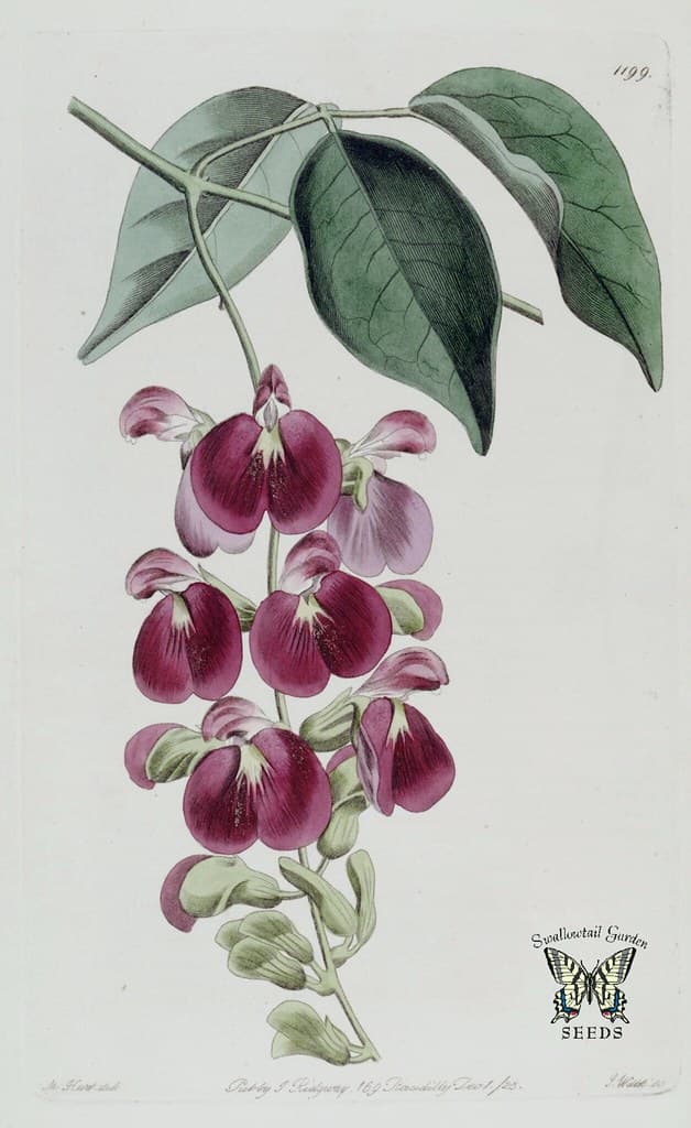 Thcentury, attribution, botanical
