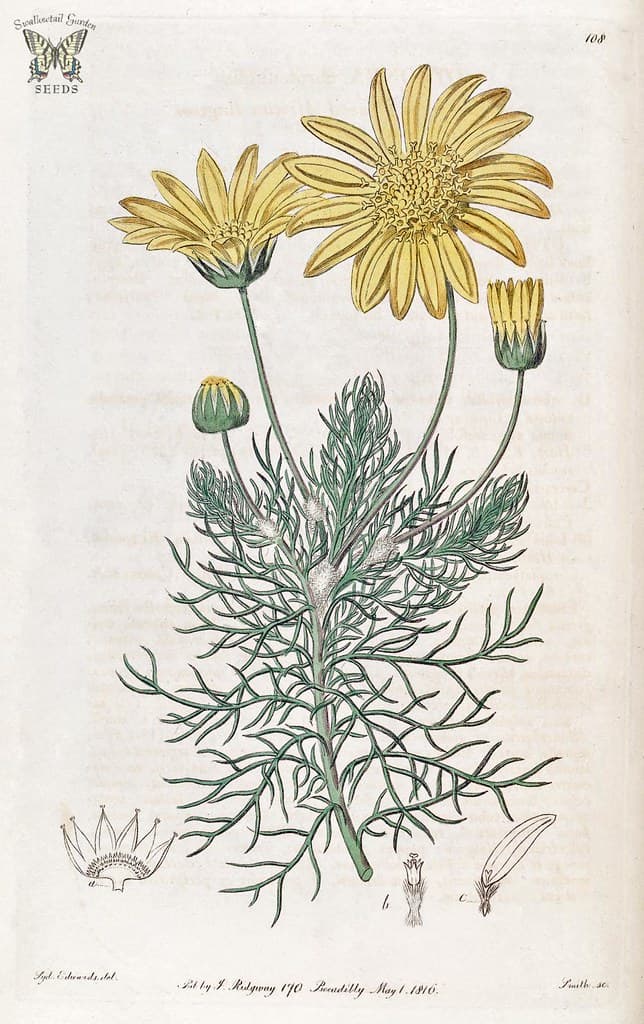 Botanical, botany, botanyillustration