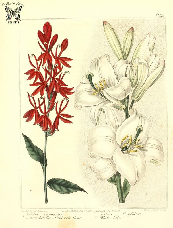 Thcentury, botanical, botany