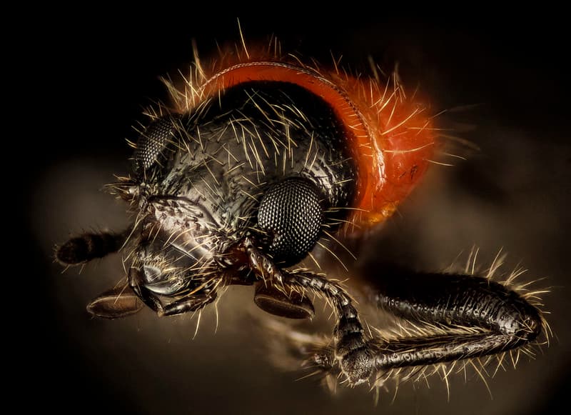 Beetle, face, eastern neck, nwr, face 2015-05-25-14.13.26 ZS PMax