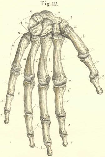 Anatomy, illustrations, medical