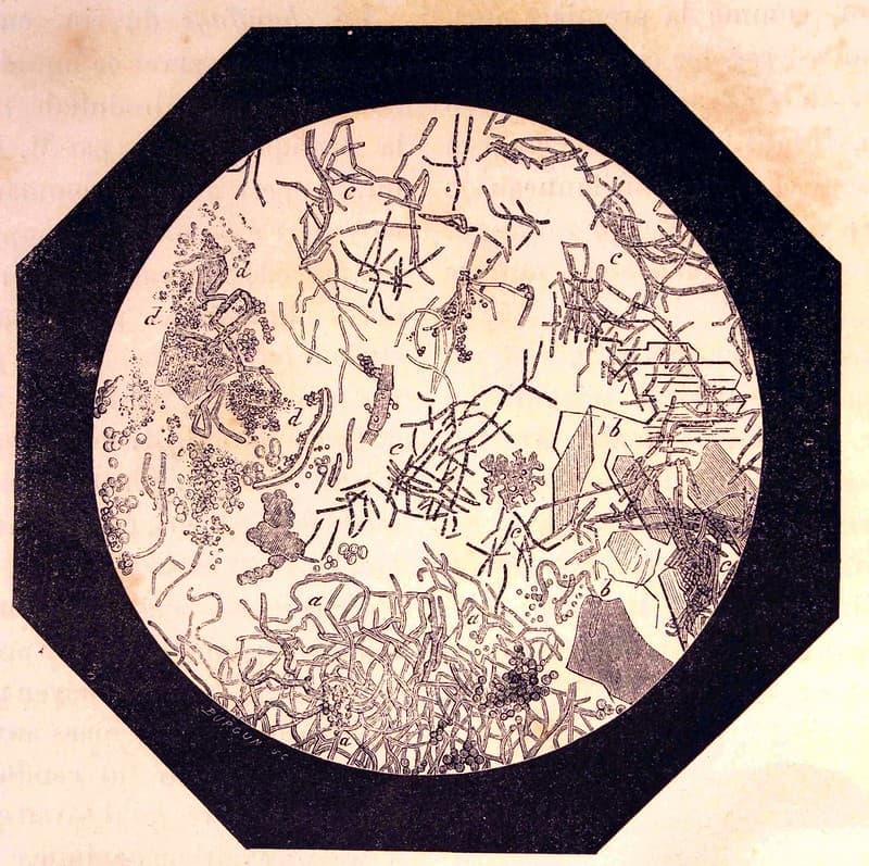 'Vin affecté de la maladie de l'amertume, vu au microscope'.
