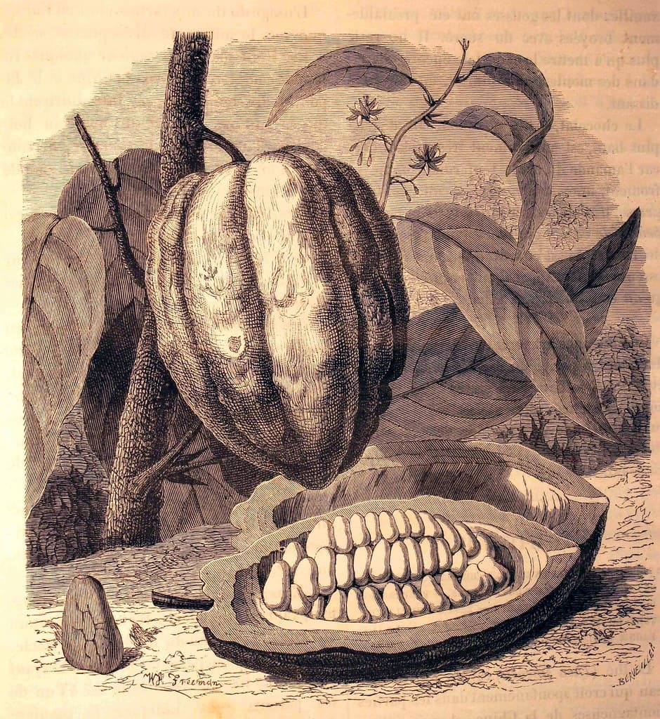 'Tige, fleurs et fruit du cacaoyer (Theobroma cacao).