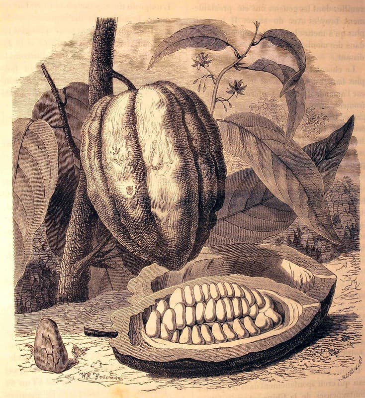 'Tige, fleurs et fruit du cacaoyer (Theobroma cacao).