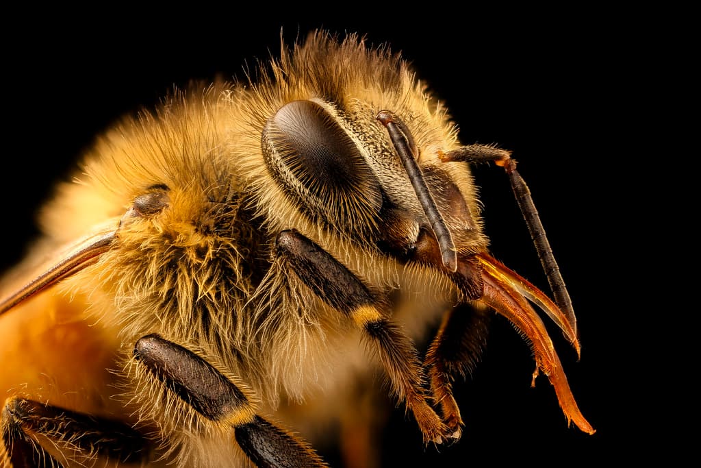 Apis mellifera, light body, head, beltsville, md 2017-05-26-15.20