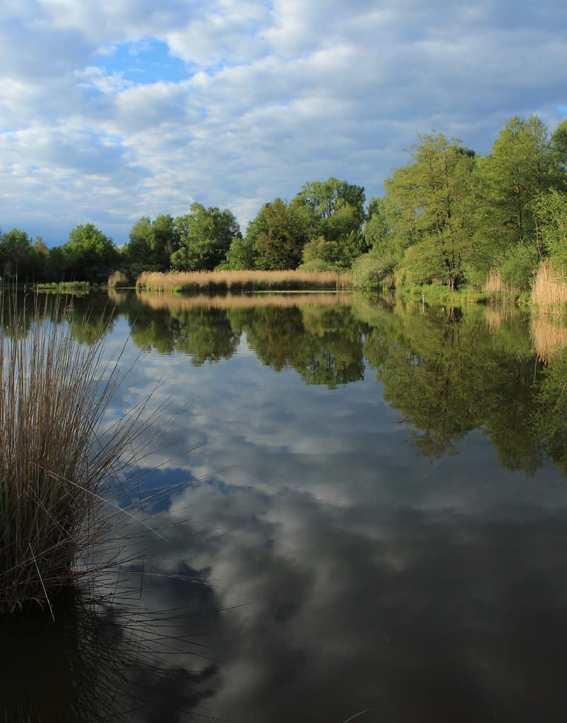 Water clouds
