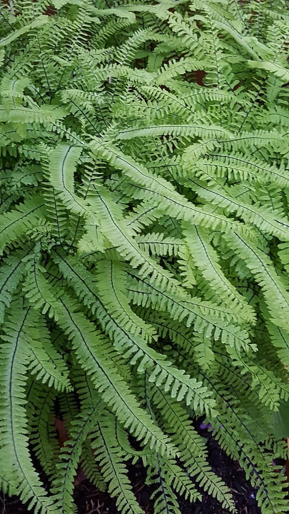 Fern