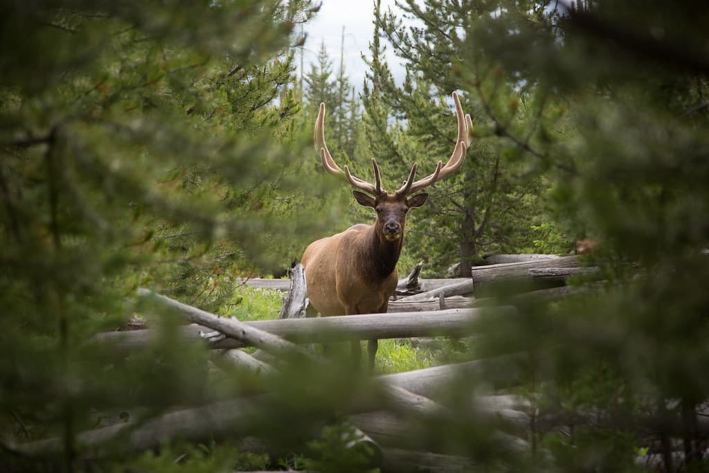 Bull elk, Sepulcher Mountain Trail
