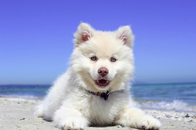 Finnish Lapphund dog