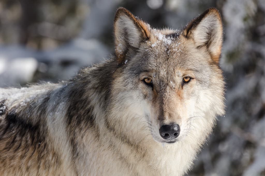 Wolf portrait taken from a vehicle in a pullout