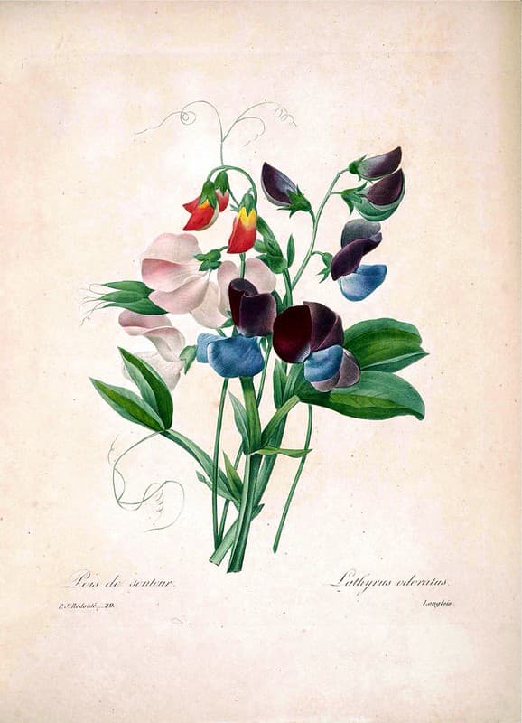 Sweet pea flowers (1833)